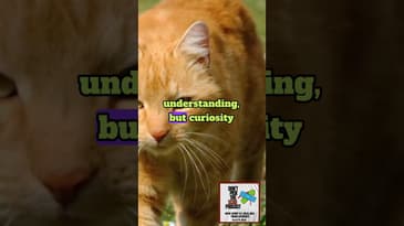 Curiosity Killed the Cat?  ||  DIVORCE RECOVERY MEN OVER 40