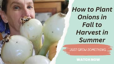 Planting Onions in Fall to Overwinter