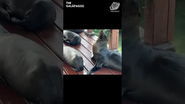 These Sea Lions Are So Sleepy! A Solo Spring Adventure in the Galápagos with Globe Aware ( Clip 23 )