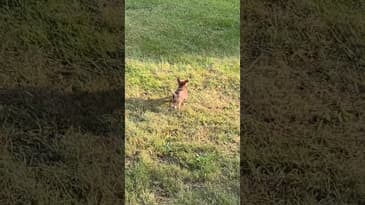 Frolicking Fia #Shorts #Puppies ￼#funnydogvideos