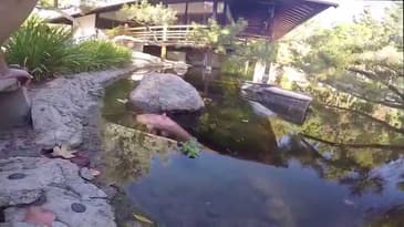 How to Save a Catfish