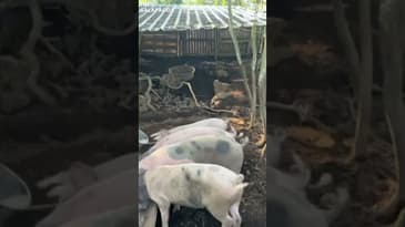 They Are So Hungry! A Solo Spring Adventure in the Galápagos with Globe Aware ( Clip 15)