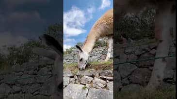 MICRO MOMENTS! MACHU PICHU Enjoyed By A Llama