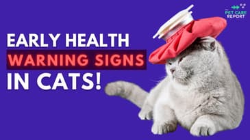 Early Health Warning Signs in Cats | EP6