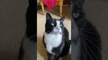 Do be Do #shorts #funnycats