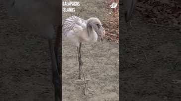 This Baby Flamingo Is Lost! Galápagos Islands with Globe Aware