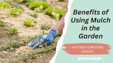 Benefits of using compost as mulch in your garden. March 2022.