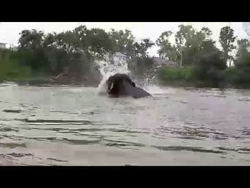 Pookie the Elephant Spring 2021 Update from Thailand- Bath time!