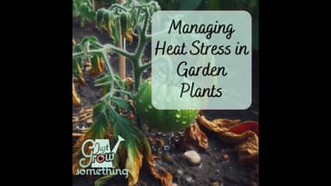Managing Heat Stress in the Garden - Ep. 207