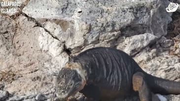 What's He Munching On!? Galápagos Islands with Globe Aware