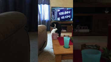 HowYou like that #shorts #FunnyCats