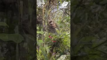 Mother AND Baby Sloth Spotted! Globe Aware with Costa Rica