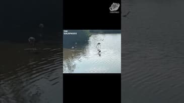 Flamingo Pond! A Solo Spring Adventure in the Galápagos  with Globe Aware ( Clip 4)