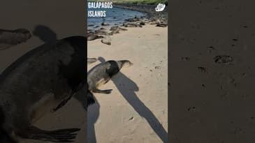 This Beach is Filled with Sea Lions! Galápagos Islands with Globe Aware