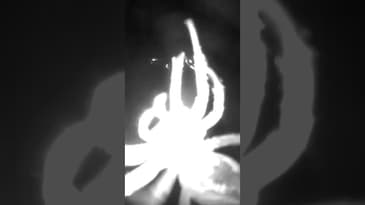 Spider man #Shorts #Spiders #CrazyInsects