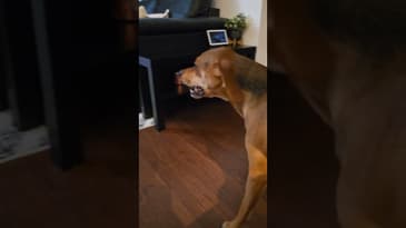 Kobe's Super Bowl Prediction!!! 2 for 2 #nfl #faith #superbowl #contest #finance