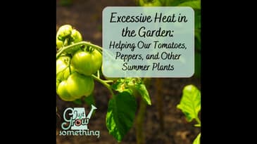 Excessive Heat in the Garden: Helping Our Tomatoes, Peppers and Other Summer Plants - Focal Point...