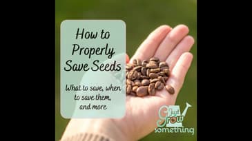 Saving Seeds Properly - Ep. 215