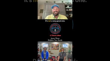 Dolphin Tours and Dad Jokes