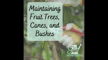 Maintaining Fruit Trees, Bushes, and Canes