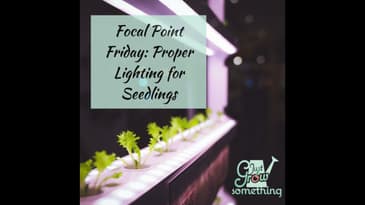Focal Point Friday: Proper Lighting for Seedlings