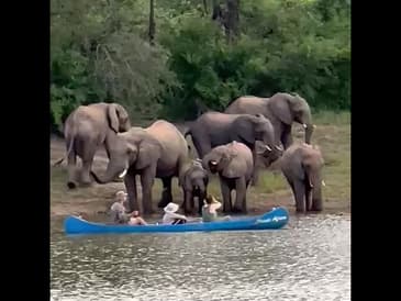 UP CLOSE TO ELEPHANTS IN ZIMBABWE!