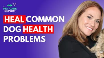 How To Prevent The Most Common Dog Health Problems