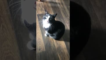 And Now This  #shorts #FunnyCats