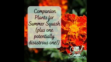Best Companion Plants for Zucchini and One Potentially Disastrous One - Focal Point Friday