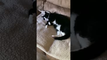 Sleepy kitty #Shorts #FunnyCats