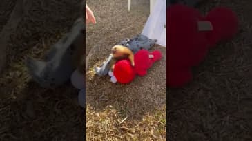 Loving Costa Rica! Returning Corporate Group with Globe Aware (Feb.2022) Clip 3