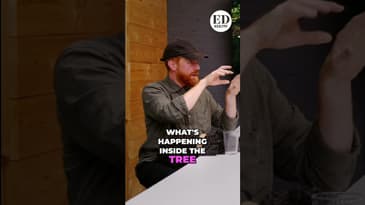 Amazon Rainforest Sounds: Composer Captures Nature's Secrets with Microphones! #shorts