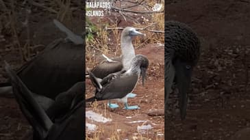 The Blue-Footed Boobies! Galápagos Islands with Globe Aware