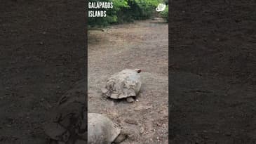 They Survived A Volcanic Eruption! Galápagos Islands with Globe Aware