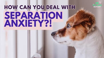 Ness Jones: How To Help Your Dog With Separation Anxiety | EP5
