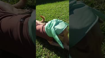 Obi and I do big dawg shit #dogshorts #halloween #starwars #fyp #fypシ゚viral #darthvader