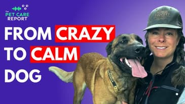 How To Train A High Energy Dog