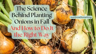 Fall-Planted vs. Spring-Planted Onions: Choosing the Right System for Your Garden - Ep. 317