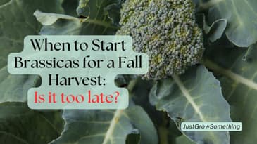 How to Time Your Brassicas for Fall Harvest - Ep. 307
