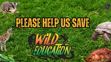 Please Help Us Save @wildeducation