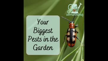 Your Biggest Pests in the Garden - Ep. 191