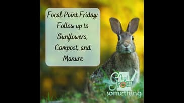 Focal Point Friday: Follow-up to Sunflowers, Compost and Manure
