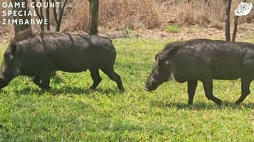 Warthogs Spotted! Zimbabwe Game-Count Special with Globe Aware (2023)