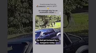 Kangaroo attacks man - MMA match breaks out 🦘🦘🦘👊