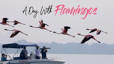 A Day with Flamingos | U.S. Consul General David J. Ranz tours the Thane Creek Flamingo Sanctuary