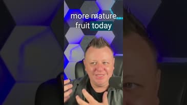 How do you bear fruit as a Christian?