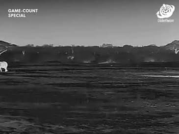 Night Vision - Hwange National Park - Game Count Zimbabwe with Globe Aware Oct 2025 Clip 7