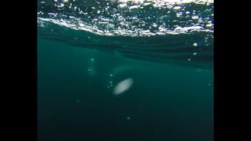 Whale Snorkeling in Newfoundland!