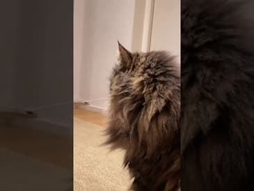 Vad är grejen med stövlarna???