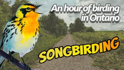 Birding-by-ear in Southern Ontario Canada | Songbirding: Summer Solstice 2024 Birding Hike [4K60]